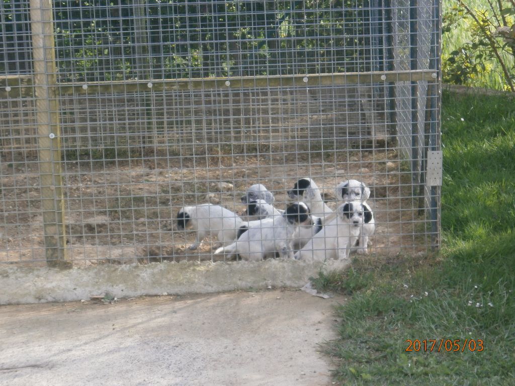 Saillie entre Idia des Bandits Gascon et Lisko des Collines de l'izars