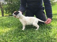 CHIOT